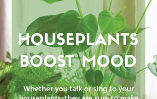 Houseplants boost wellbeing and mood