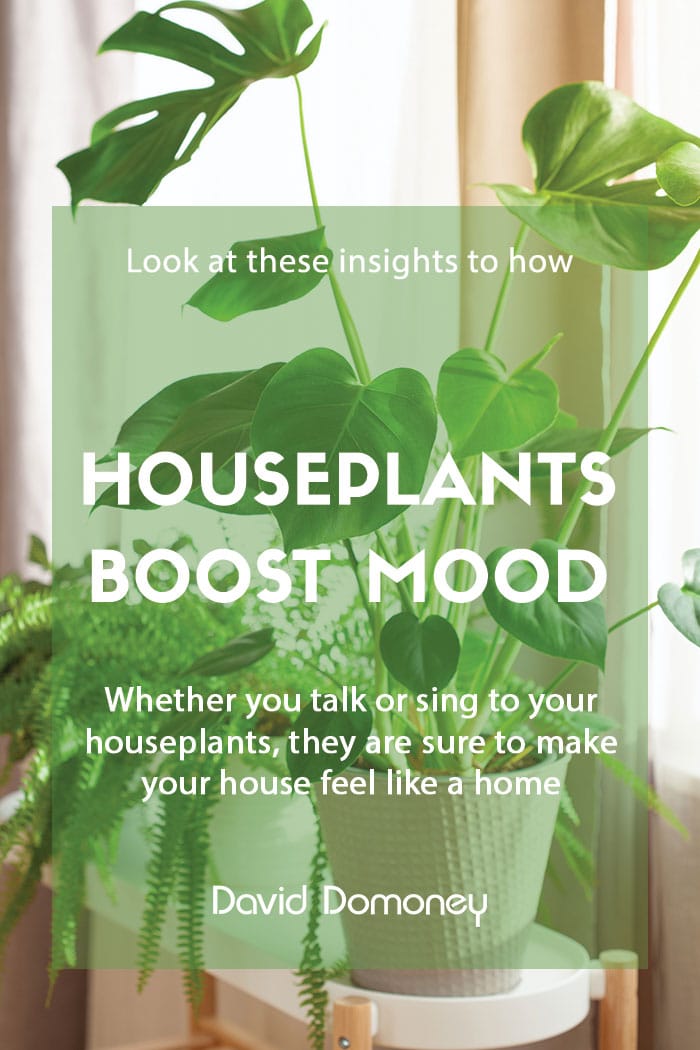 Houseplants boost wellbeing and mood