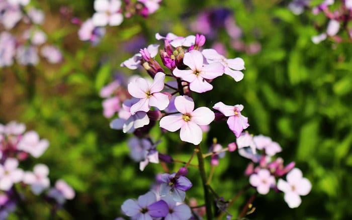 Rose-petal-salad-2