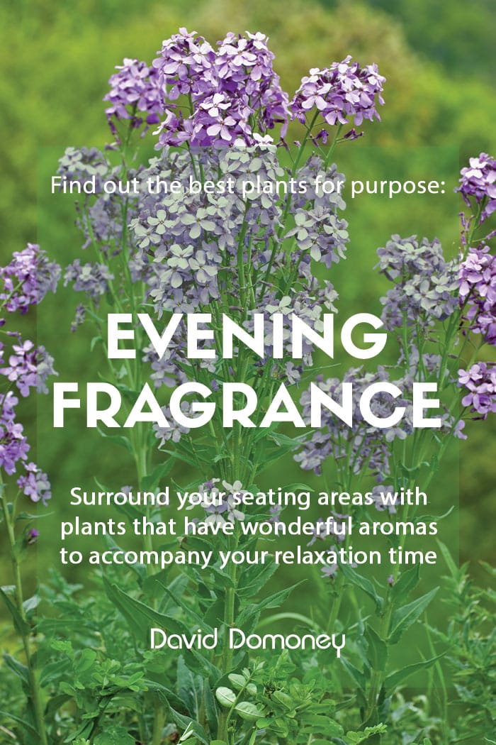 Plants for purpose - Plants for evening scent