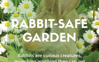 How to make your garden safe for rabbits