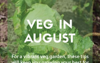 Top grow your own veg for August