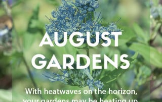 Top ten plants for August