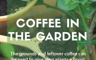 Using coffee grounds in the garden