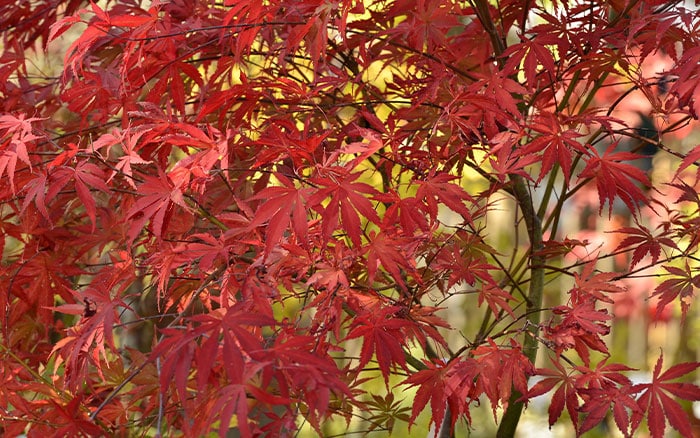 Acer-palmatum-‘Atropurpureum’-(Japanese-maple) Rose-petal-salad-2