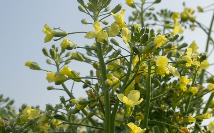 Lavender-sprigs-in-lemon-drink