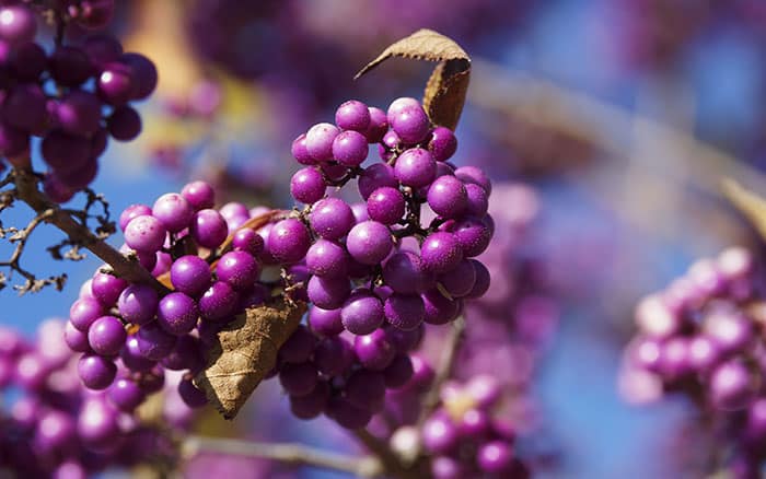 Lavender-sprigs-in-lemon-drink