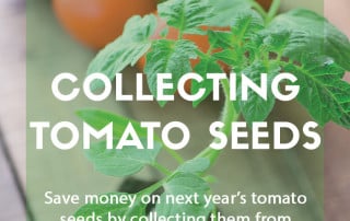 Collecting tomato seeds