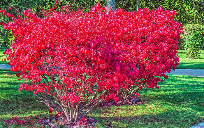 Euonymus-alatus-(compact-winged-spindle)-‘Compactus’ Rose-petal-salad-2