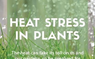 Heat stress in plants