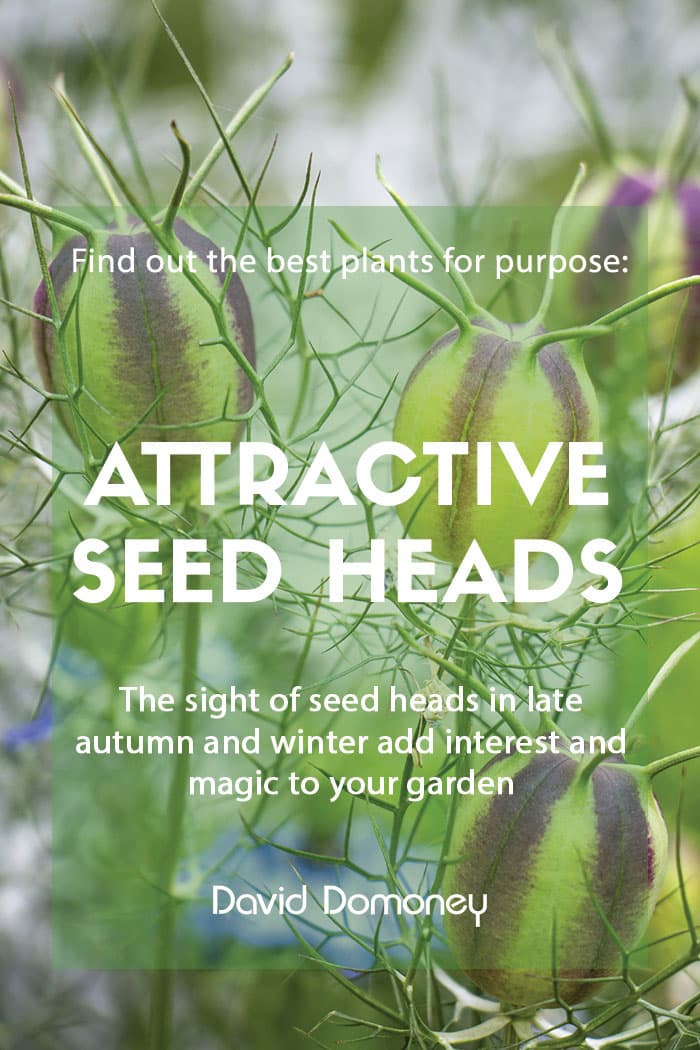 Plants for purpose - Plants with attractive seed heads