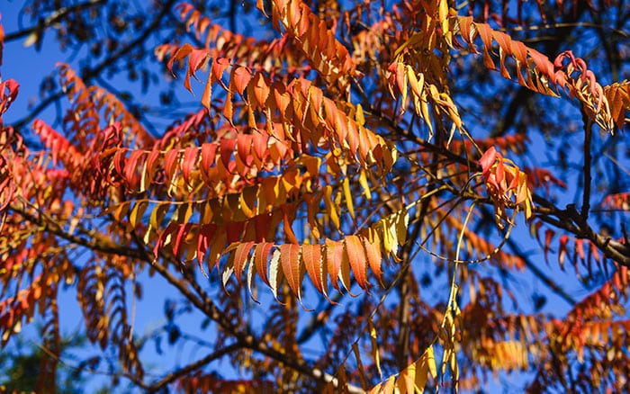 Rhus-typhina-(stag’s-horn-sumach) Rose-petal-salad-2