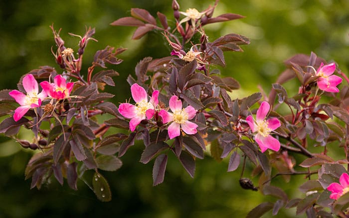 Rose-petal-salad-2