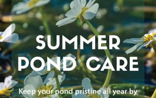 Summer pond care tips