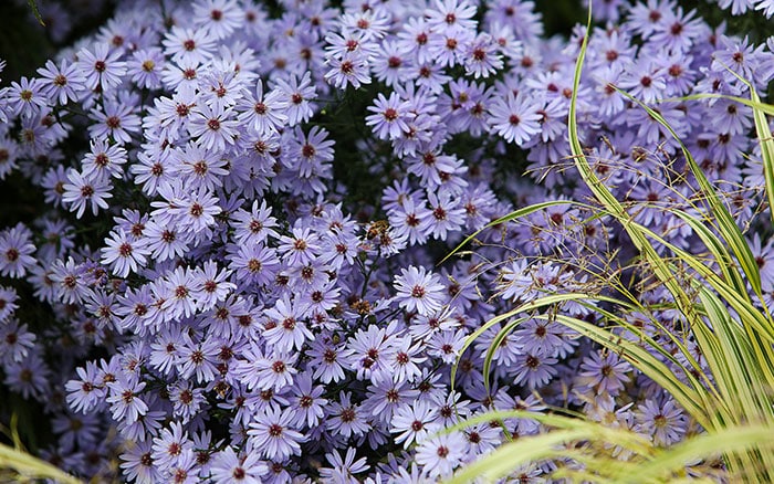 Symphyotrichum-(aster)-‘Little-Carlow’ Rose-petal-salad-2