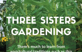 Three Sisters gardening method