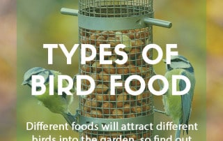 A guide to types of bird food