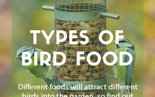 A guide to types of bird food