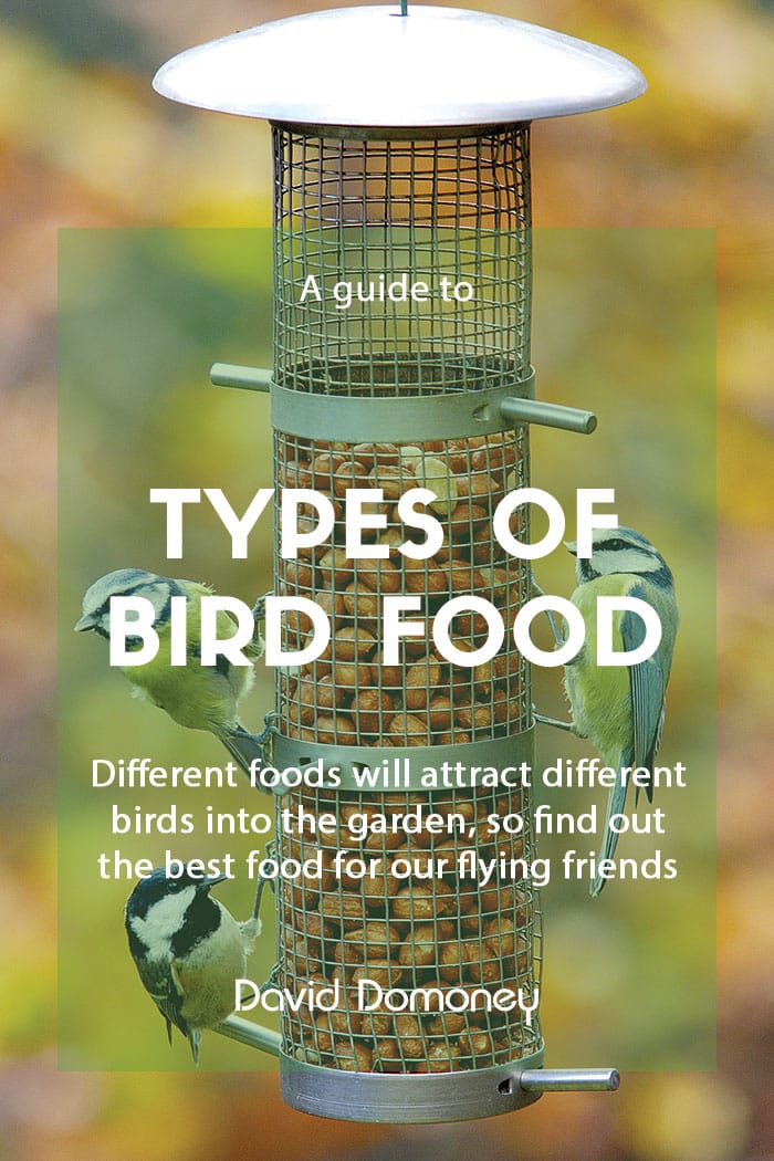 A guide to types of bird food