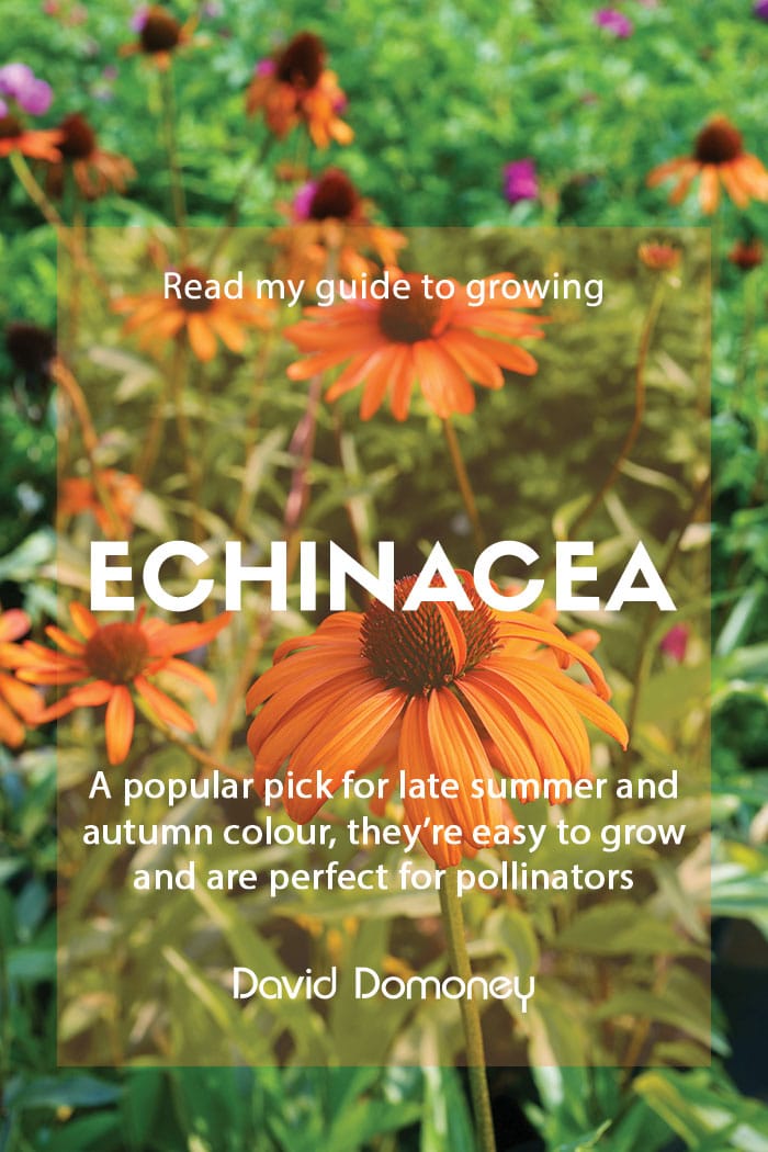 A guide to growing echinacea in the garden