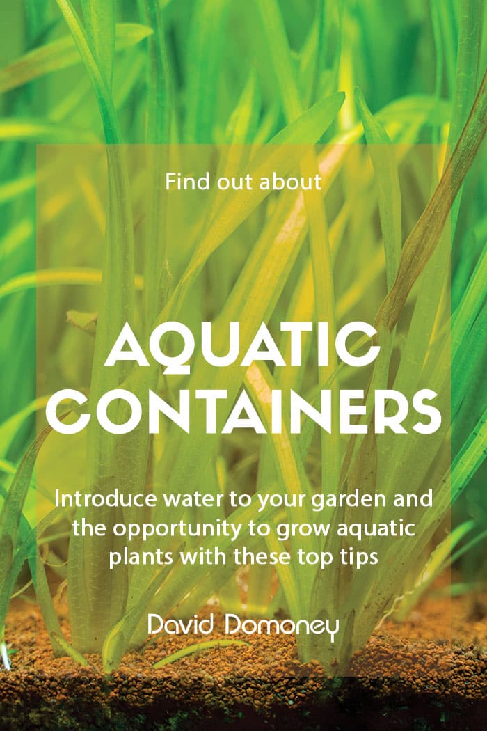 Aquatic container planting designs