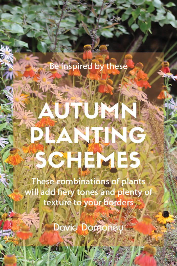 Autumn planting schemes