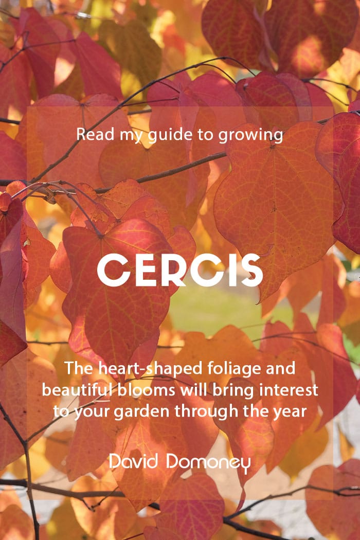 Growing cercis in your garden