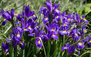 Lavender-sprigs-in-lemon-drink