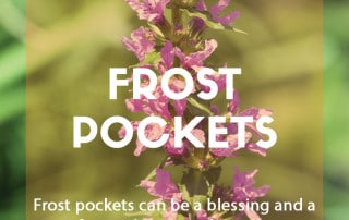 Plants for purpose - Plants for frost pockets