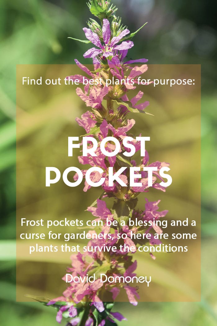 Plants for purpose - Plants for frost pockets