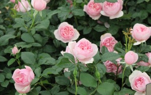 Rose-petal-salad-2