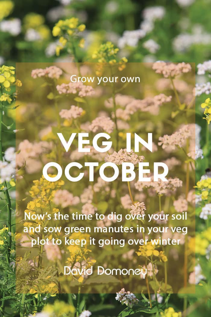 Top grow your own veg for October