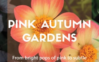Top plants for pink autumn gardens