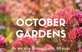 Top ten plants for October gardens