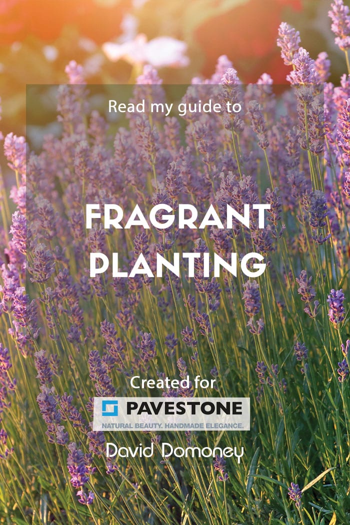 fragrant planting