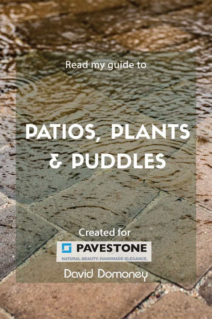 Patios, plants and puddles