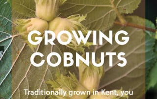 A guide to growing cobnuts