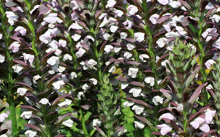 Lavender-sprigs-in-lemon-drink