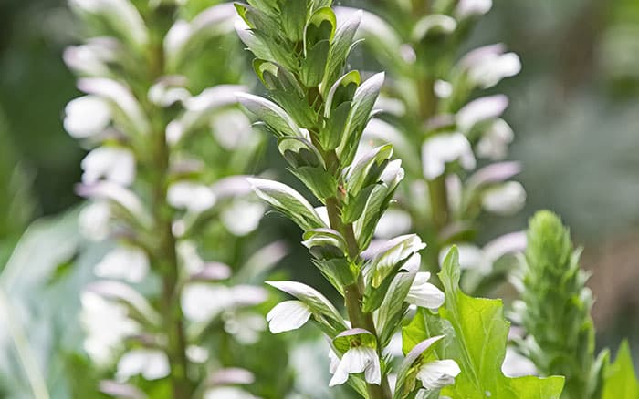 Lavender-sprigs-in-lemon-drink