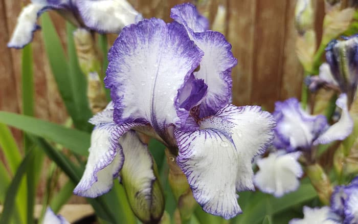 Bearded-iris-‘Bold-Print’ Lavender-sprigs-in-lemon-drink