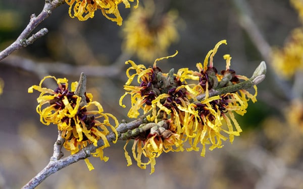 Plants for a purpose: Top plants for scented winter shrubs - David Domoney