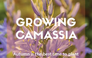 How to grow camassia