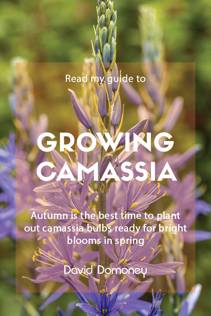 How to grow camassia