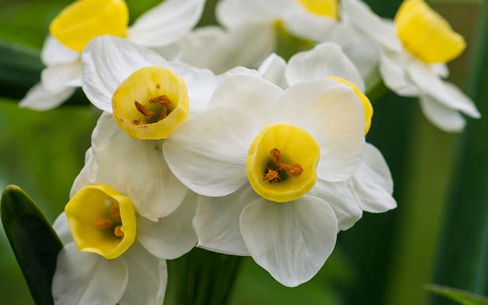 Narcissus-daffodil-‘Avalanche’ Lavender-sprigs-in-lemon-drink
