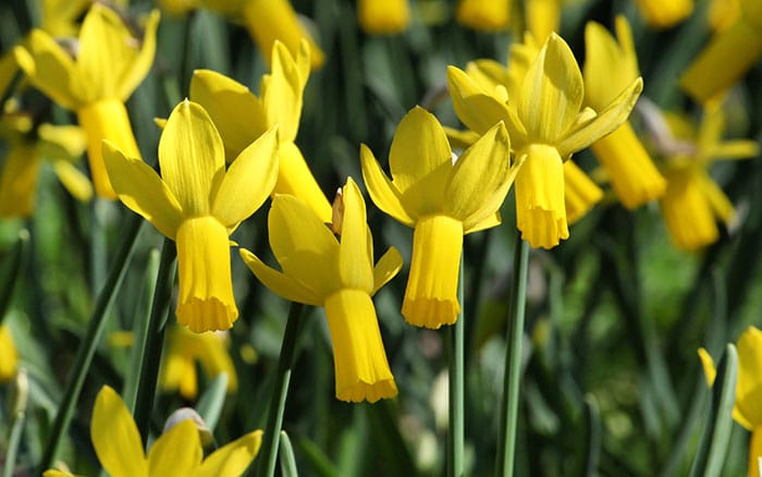 Narcissus-daffodil-‘Rapture’ Lavender-sprigs-in-lemon-drink