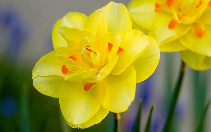 Narcissus-daffodil-‘Tahiti’ Lavender-sprigs-in-lemon-drink