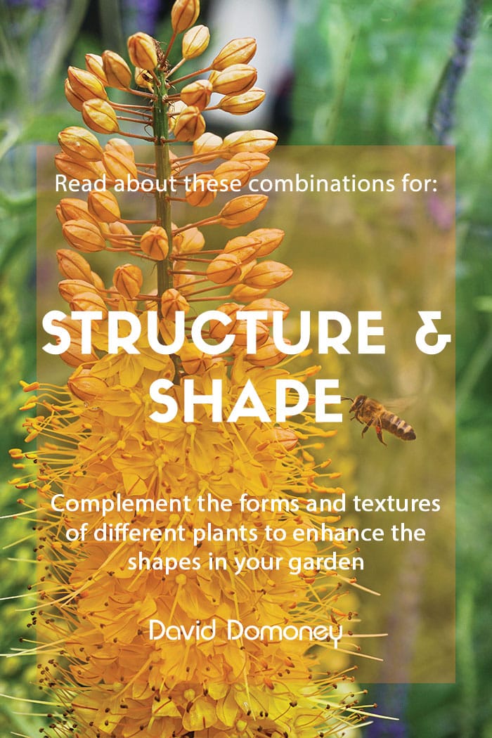 Plant combinations for structure and shape