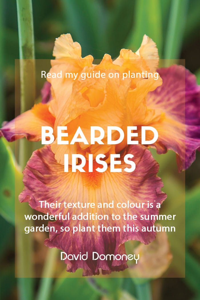 How to plant bearded irises