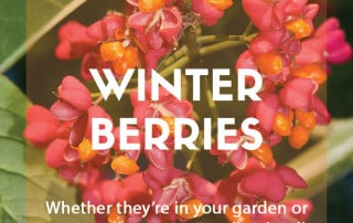 Shrubs and trees with winter berries