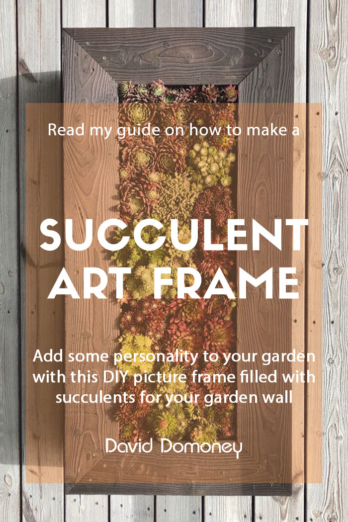 Make your own succulent art frame